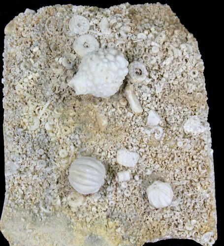 Echinoderm Plate (Blastoids & Crinoids) -Missouri #21110